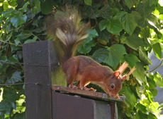 Eichhörnchen-weisser-Streifen_3889.jpg